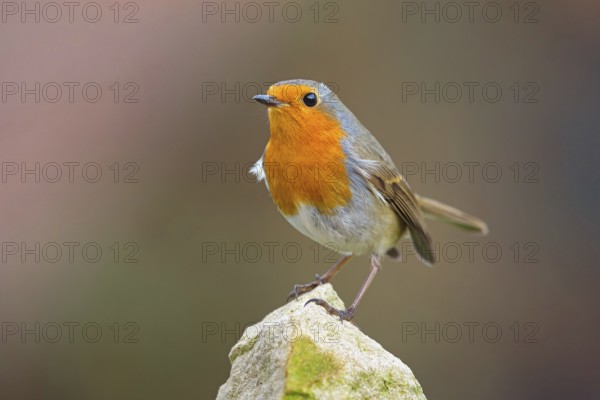 Robin, (Erithacus rubecula), Tiszaalpár, Kiskunsági National Park, Bács-Kiskun, Hungary, Europe
