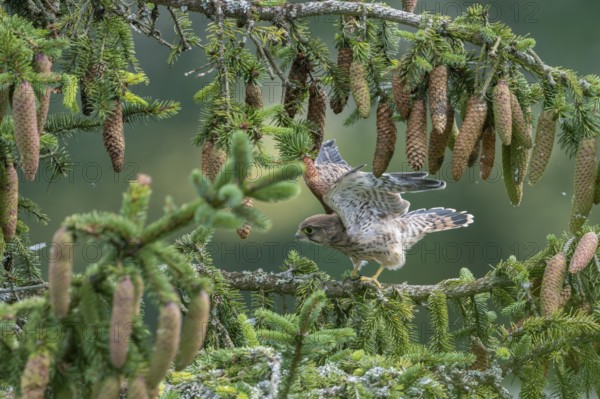 Common kestrel (Falco tinnunculus), young bird not yet able to fly sitting on a branch, Rhineland-Palatinate, Germany, Europe