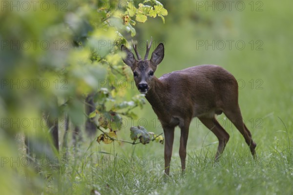 Roebuck in summer, leaf time, Wittlich, Rhineland-Palatinate, Germany, Europe