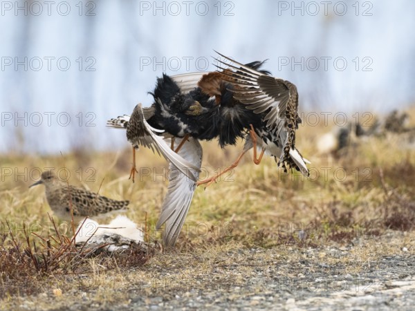 Ruff (Calidris pugnax) two males in breeding plumage at lek, fighting over female, Pokka, Finnish Lapland