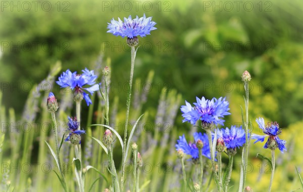 Cornflowers (Centaurea cyanus), North Rhine-Westphalia, Germany, Europe