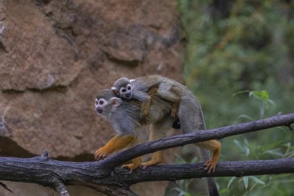 One female Central American squirrel monkey, Saimiri oerstedii, carrying her baby. Balancing over a branch in front of a red rock