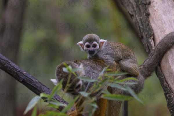 One female Central American squirrel monkey, Saimiri oerstedii, carrying her baby. Green vegetation around