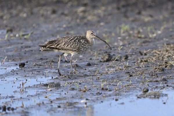 Eurasian curlew (Numenius arquata), foraging in a field, Lake Neusiedl National Park, Seewinkel, Burgenland, Austria, Europe