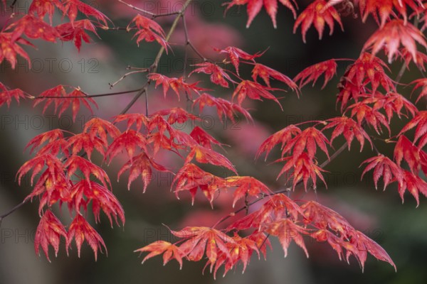 Japanese fan maple (Acer palmatum Trompenburg), autumn colours, Emsland, Lower Saxony, Germany, Europe