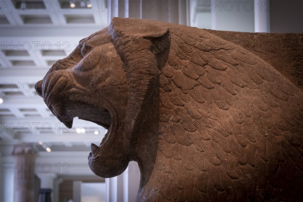 Colossal lion statue, guarded entrance to the temple of Ishtar Sharrat-niphi, British Museum, London, London region, England, Great Britain