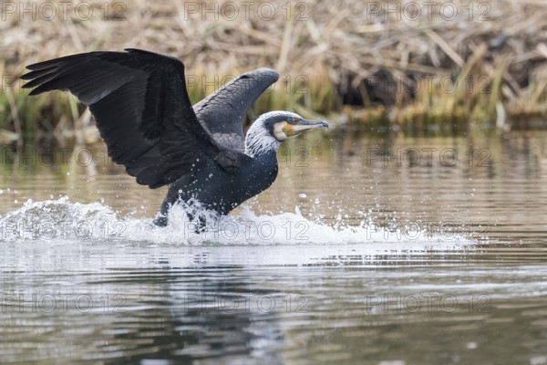 Great cormorant (Phalacrocorax carbo) in its plumage, landing in the water, Hesse, Germany, Europe