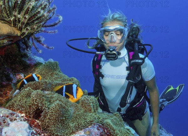 Diver looking at a pair of orange-fin clownfish (Amphiprion chrysopterus) at close range Blue-banded anemonefish Clownfish Nemo damselfish live in symbiosis symbiotic behaviour with Stichodactyla mertensii sea anemone, Pacific Ocean