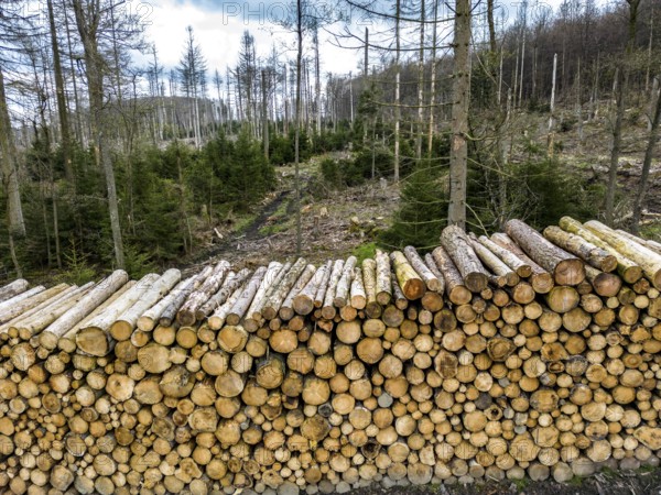 Felled, stacked spruce trunks, forest dieback in the Arnsberg Forest nature park Park, over 70 per cent of the spruce trees are diseased, damaged, mostly by the bark beetle, which was able to spread due to drought and heat, climate change, near Hirschberg, North Rhine-Westphalia, Germany, Europe