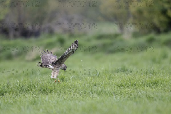 Hen harrier (Circus cyaneus), Emsland, Lower Saxony, Germany, Europe
