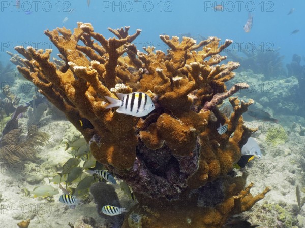 Elkhorn coral (Acropora palmata) and field weaver fish (Abudefduf saxatilis), dive site John Pennekamp Coral Reef State Park, Key Largo, Florida Keys, Florida, USA, North America