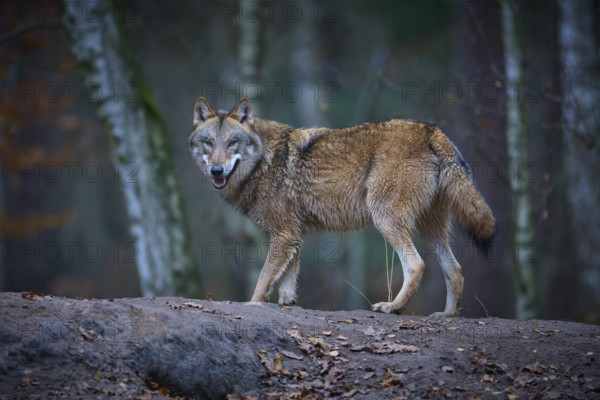 A gray wolf (Canis Lupus), standing in autumn forest surrounded by trees and foliage, attentively observing its surroundings, Germany, Europe