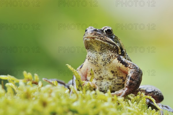 Common frog (Rana temporaria), North Rhine-Westphalia, Germany, Europe