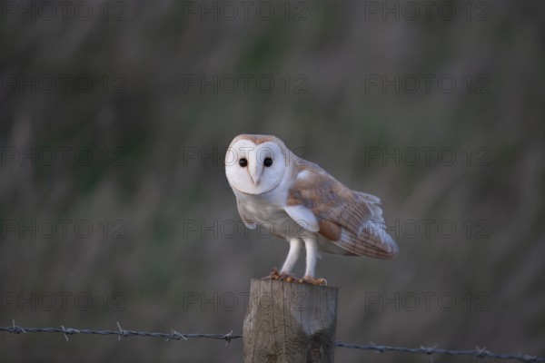 Barn owl (Tyto alba) adult bird on a fence post, England United Kingdom
