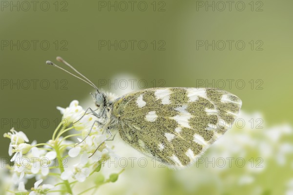 Bath white (Pontia daplidice), Provence, Southern France