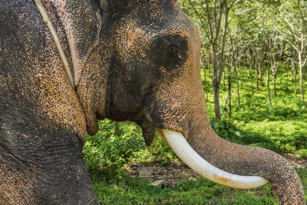 Asian elephant (Elephas maximus), Thai, Thai, Asian, trunk, animal, mammal, animal park, ivory, animal cruelty, animal husbandry, tourism, tourist, travel, travel form, ride, tame, farm animal, trained, dressage, tamed, working animal, looks, looks, looking, head, looks, camera view, Ko Lanta, Thailand, Asia