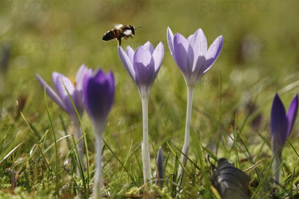 Crocus blossom with bee, Germany, Europe