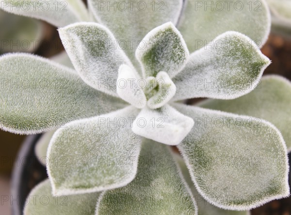 Beautiful succulent plant in greenhouse. Closeup, floral patterns, selective focus