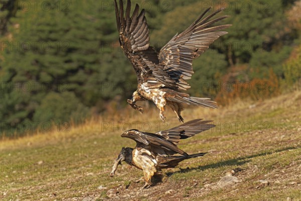 Two bearded vultures Bearded vulture (Gypaetus barbatus) fighting for prey, Catalonia, Pyrenees, Spain, Europe