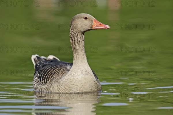 Greylag goose (Anser anser), swimming, North Rhine-Westphalia, Germany, Europe