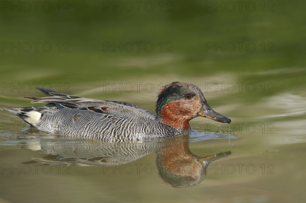 Eurasian teal (Anas crecca), male, North Rhine-Westphalia, Germany, Europe