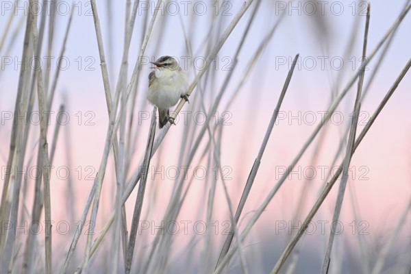Reed warbler (Acrocephalus schoenobaenus), male on reeds, Lake Neusiedl National Park, Seewinkel, Burgenland, Austria, Europe