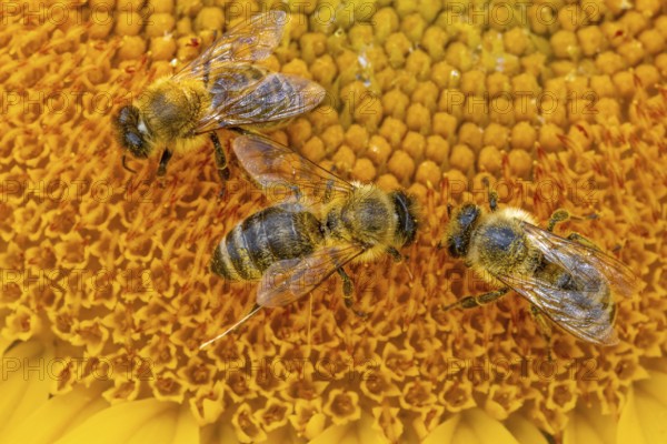 The sun shines down from the sky on a sunflower where some bees are collecting the nectar of the blossom, Frankfurt am Main, Hesse, Germany, Europe