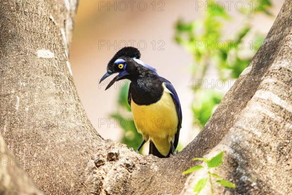 Plush-crested jay (Cyanocorax chrysops) Pantanal Brazil