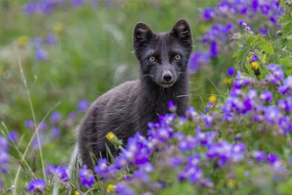 Dark arctic fox (Vulpes lagopus), ice fox, standing in a flower meadow, frontal, summer, Hornstrandir, Westfjords, Iceland, Europe
