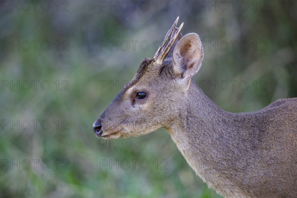 Grossmazama (Mazama americana) Pantanal Brazil