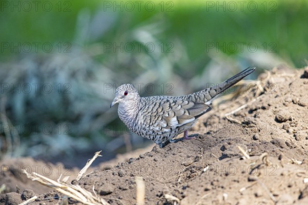 Scaled pigeon (Columbina squammata) pantanal Brazil