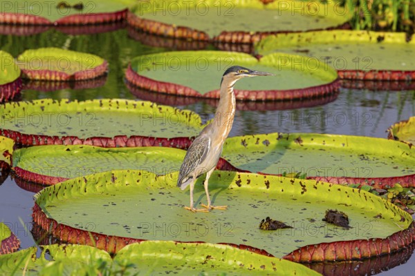 Mongrove Heron (Butorides striatus) Pantanal Brazil