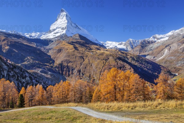 Hiking trail on the Riffelalp with golden yellow larches and Matterhorn 4478m in autumn, Zermatt, Mattertal, Valais, Switzerland, Europe
