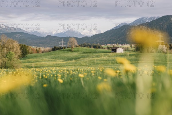 Dandelion in the Allgäu in front of the Alps and their beautiful mountains in Bavaria, Germany, Europe