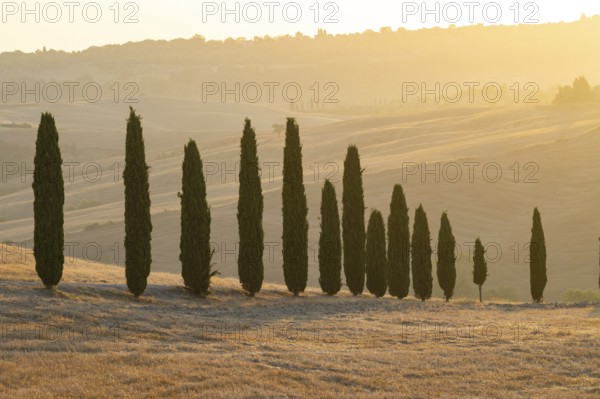 Typical Tuscan landscape in Val d'Orcia with hills, trees, fields, farmhouses and cypresses at sunrise in summer, Tuscany, Italy, Europe