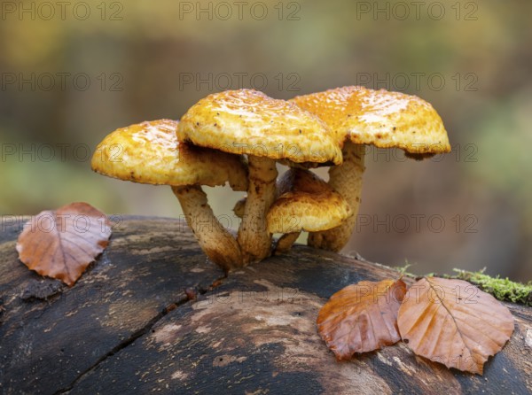 Goldfell Schüppling (Pholiota aurivella), fruiting body on a dead trunk of a copper beech (Fagus sylvatica) lying on the ground, dead wood, Hainich National Park, Thuringia, Germany, Europe