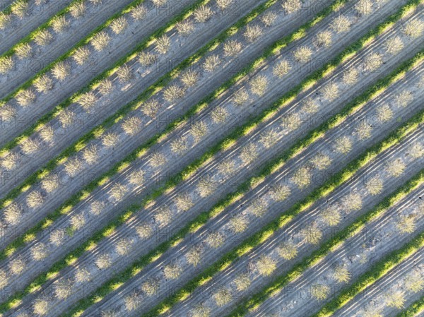 Rows of cultivated almond trees (Prunus dulcis) in the Campiña Cordobesa, the fertile rural area south of the town of Córdoba. Aerial view. Drone shot. Córdoba province, Andalusia, Spain, Europe