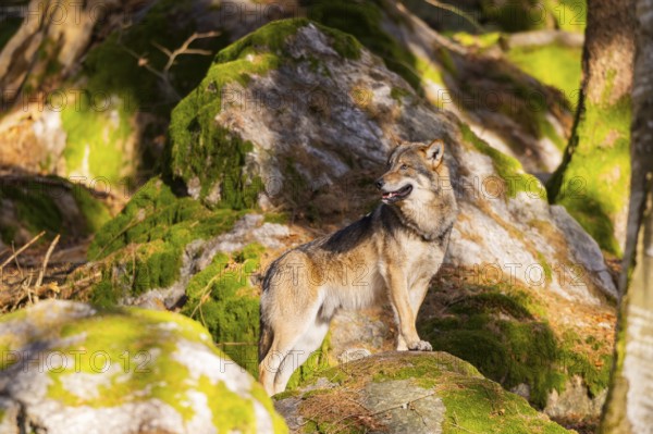 Eurasian wolf (Canis lupus lupus) standing in a forest, Bavarian Forest Nationalpark, Bavaria, Germany, Europe