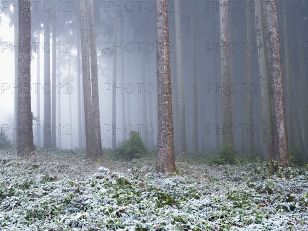 Coniferous forest in the hoarfrost and fog, Horben, Freiamt, Canton Aargau, Switzerland, Europe