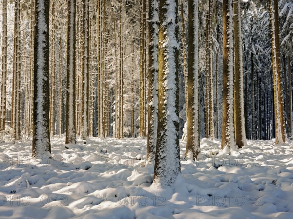 Snow-covered winter forest, Horben, Freiamt, Canton Aargau, Switzerland, Europe