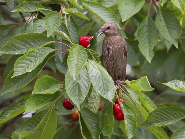 European Starling (Sturnus vulgaris), juvenile bird, perched in a cherry tree, feeding on ripe cherries, Hesse, Germany, Europe