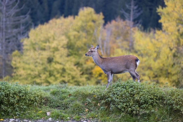 A female Japanese sika deer (Cervus nippon nippon) runs across a meadow. In the background is a forest with autumn leaves