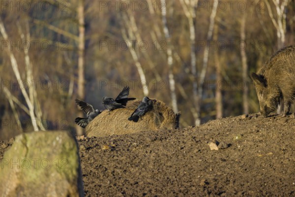 Two wild boar or wild pig (Sus scrofa) standing in a clearing. First sweet morning light. Four western jackdaws (Coloeus monedula) standing on one´s boar back