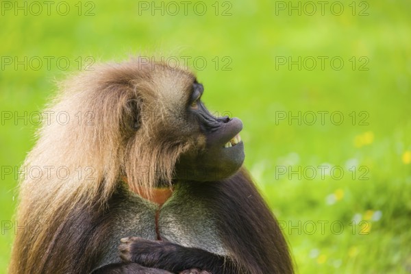 Portrait of an adult male Gelada (Theropithecus gelada), or bleeding-heart monkey, resting on a green meadow