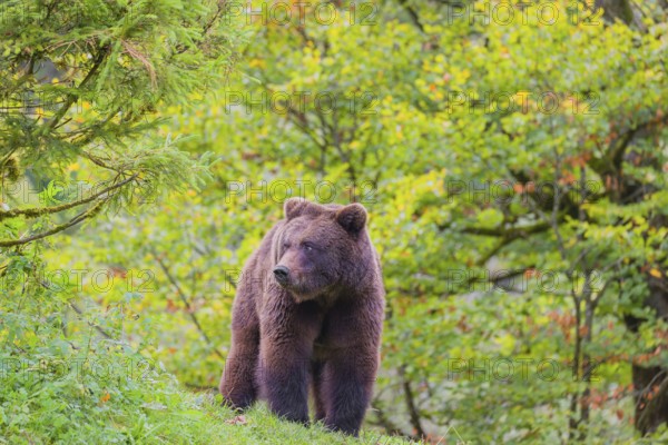 A young male Eurasian brown bear (Ursus arctos arctos) stands on a meadow, watching something