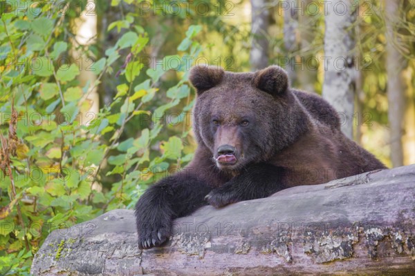 A young male Eurasian brown bear (Ursus arctos arctos) rests on a rotting log lying on the ground