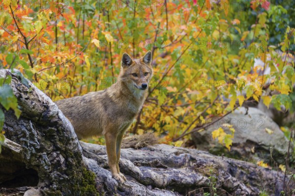 One golden jackal (Canis aureus) stands on a fallen tree trunk. Behind him is a tree in intense autumn colours