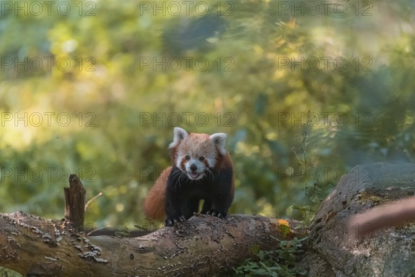 One red panda, Ailurus fulgens, walking on a branch lying on the ground. Green vegetation in the background
