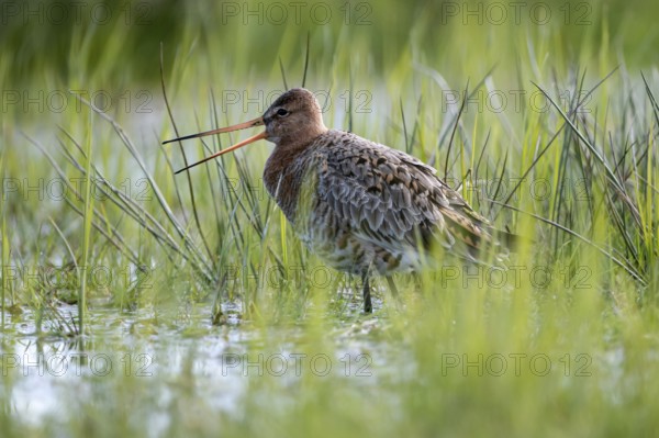 Black-tailed godwit (Limosa limosa), calling, in a wet meadow, backlit, Ochsenmoor, Dümmer, Lemförde, Lower Saxony, Germany, Europe
