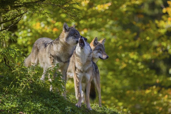Three eurasian gray wolves (Canis lupus lupus) stand on a hill, show some social behaviour. A forest in fall colours in the background